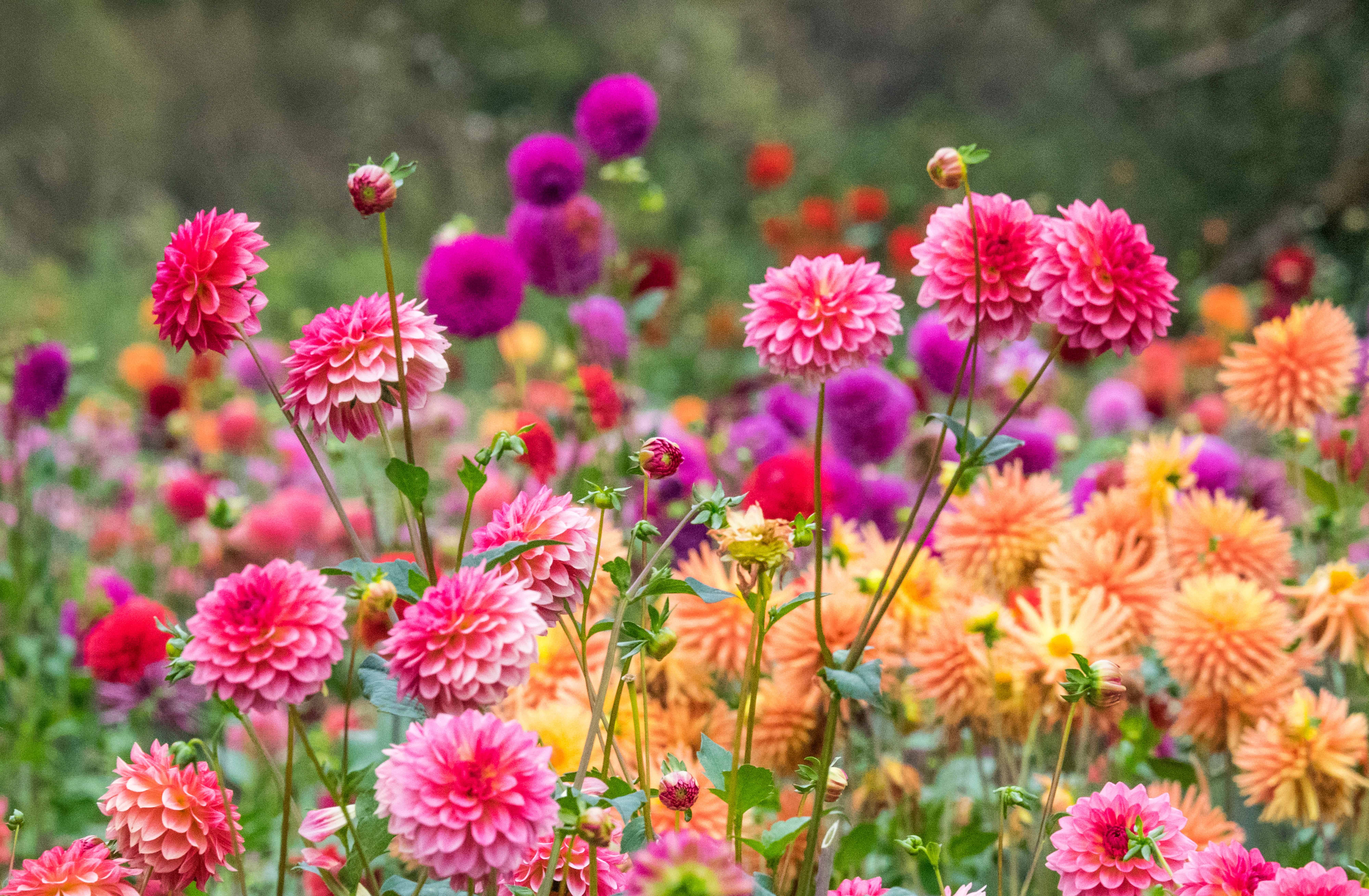 Canby Dahlia Farm