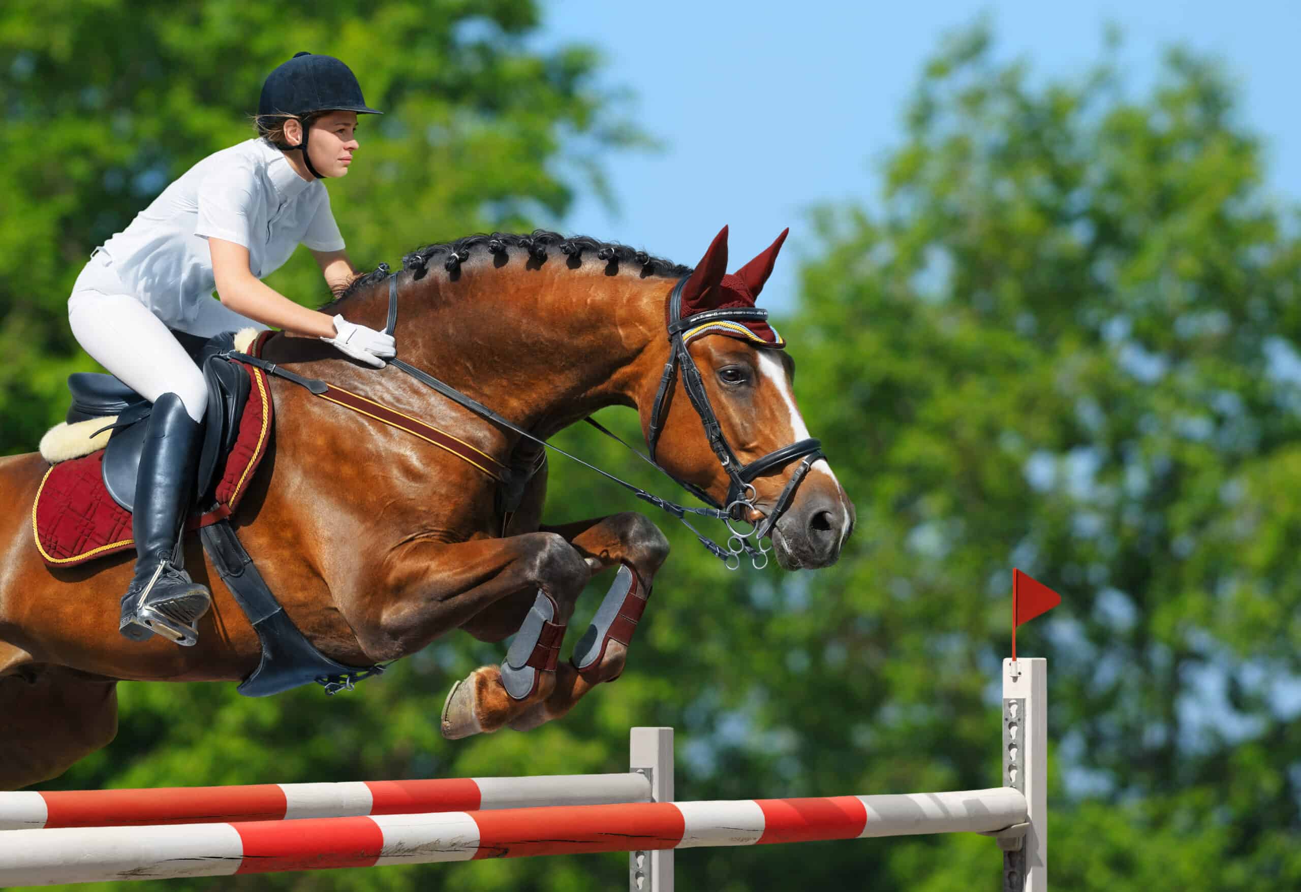 Equestrian jumper - horsewoman and bay mare Lessons are available at Lake Oswego Hunt Club